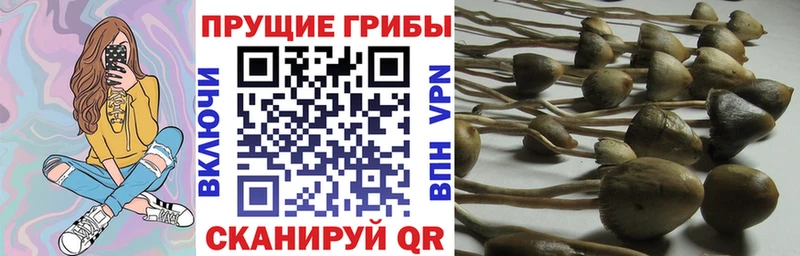 Купить  Полярный  Галлюциногенные грибы Cubensis 